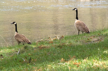 canada goose family