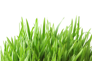 Fototapeta na wymiar green grass isolated on the white background