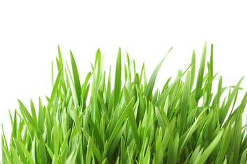 Fototapeta premium green grass isolated on the white background