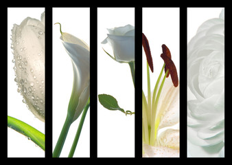 poster fiori bianchi