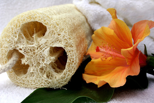 esponja y flor