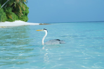 maldives