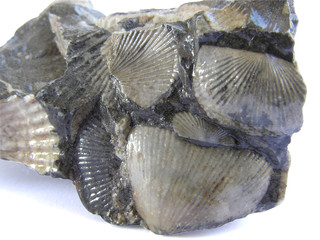 1382 - coquillages fossilisés