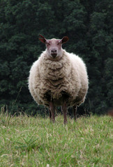 1372 - mouton "rond"