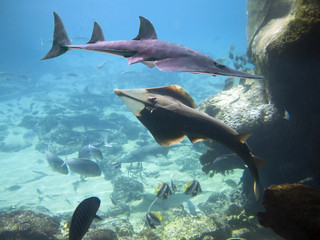 Obraz premium shovels