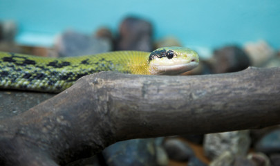 snake