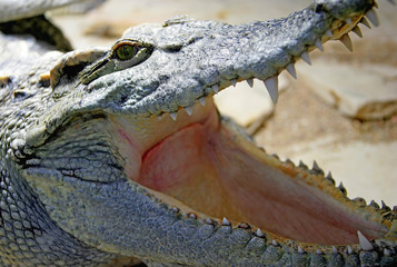 Obraz premium crocodile siamois 2