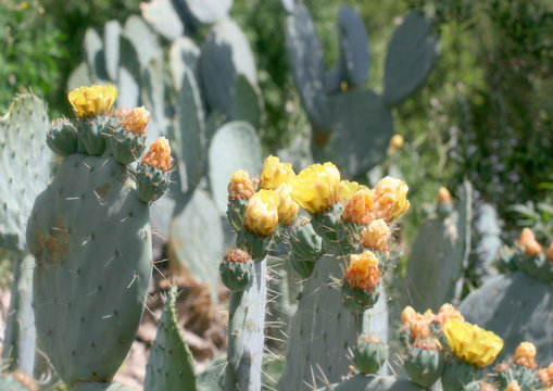 Collection de cactus