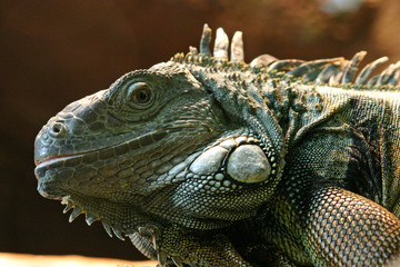 leguan