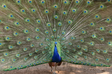 pfau in aktion