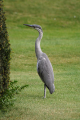 heron at hampton court