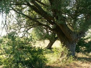 under the willow tree