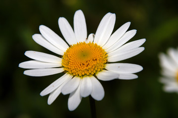 Obraz premium magarite (leucanthemum vulgare)