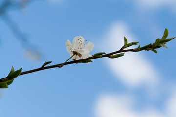 white flower