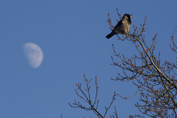 the bird and the moon