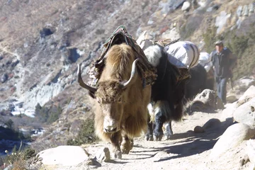 Poster yaks aus nepal © Momentum