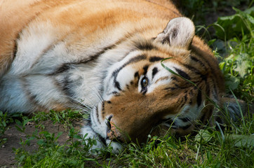 Fototapeta na wymiar beautiful tiger