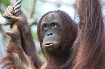 orangutan © Eric Gevaert