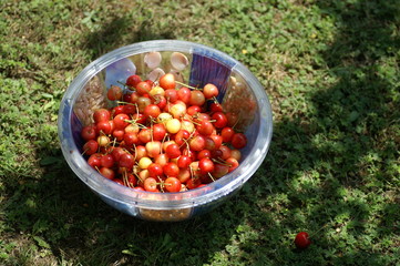 saladier de cerises