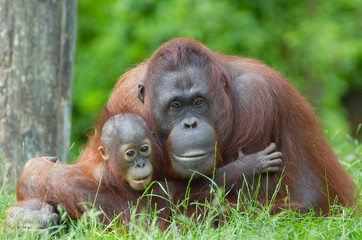 mother orangutan with her baby - obrazy, fototapety, plakaty