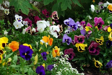 Peel and stick wall murals Pansies pretty pansy patch