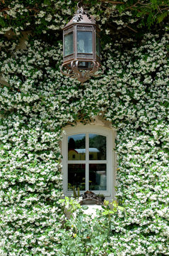 jasmin