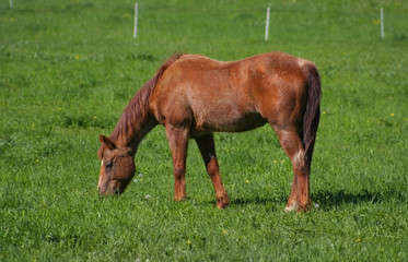 Obraz premium horse on a field