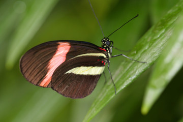 Fototapeta na wymiar butterfly macro
