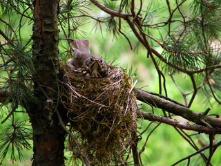  nest