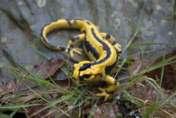 salamandra
