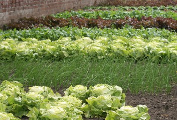lettuce and herbs growing in vegetable garden - 3451338