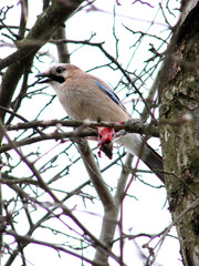 birds