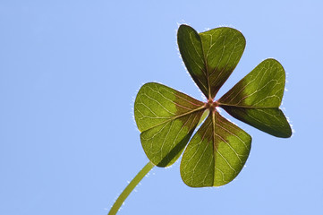 four leaf clover