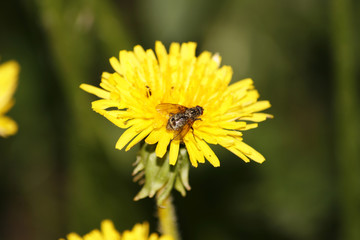 fly and dandelion