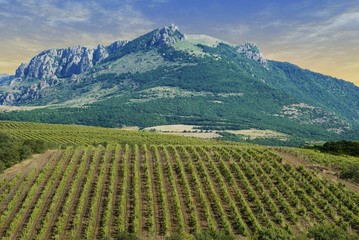 vineyards at bottom of mountain