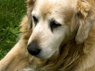 alte traurige golden retriever