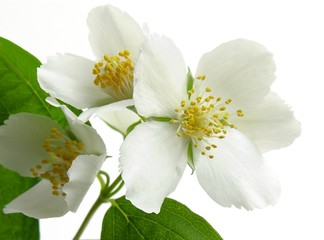 jasmine white flowers