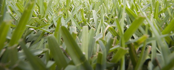 Obraz premium green grass lawn