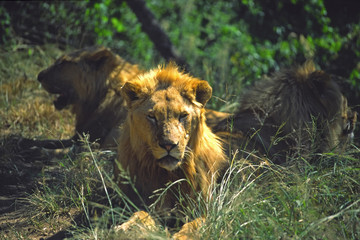 lion