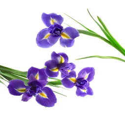 Foto op Plexiglas Iris paarse en gele iris