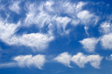 sky dandelions-1