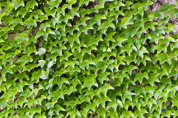 mur de feuilles