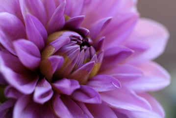 purple dahlia