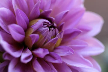 Deurstickers purple dahlia © Myrlys Stockdale