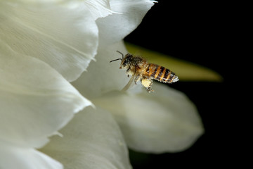 the bee