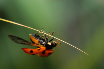 coccinelle