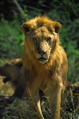 lion on the watch