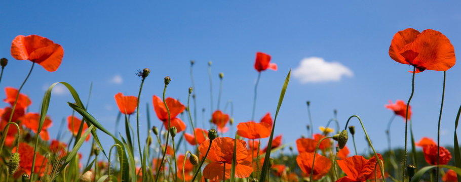red poppies against a blue sky