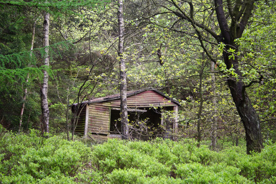 old shack in the forest