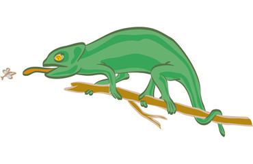 caméléon
